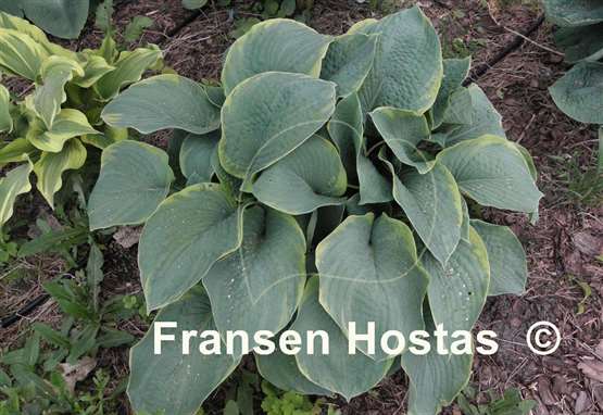 Hosta My Friend Nancy